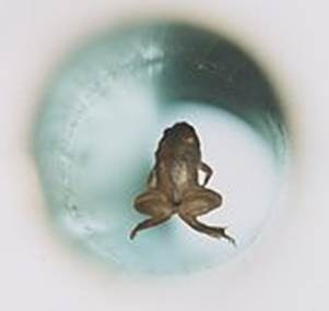 https://upload.wikimedia.org/wikipedia/commons/thumb/7/7b/Frog_diamagnetic_levitation.jpg/170px-Frog_diamagnetic_levitation.jpg